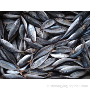 Mackerel kuda ikan carapau beku 20kg untuk grosir